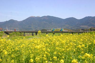 黄色いじゅうたんの様な菜の花畑の写真