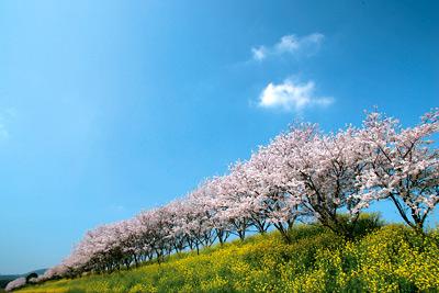 満開の中元寺川河川敷の桜の写真