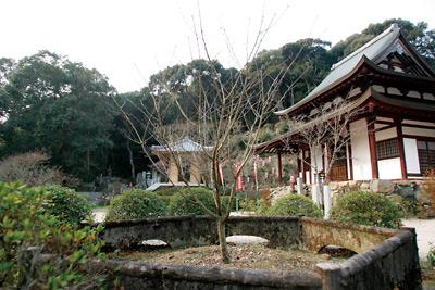 興国寺の墨染の桜の写真