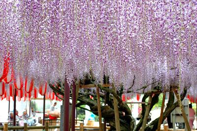 紫の花が咲き誇る定禅寺の藤の写真