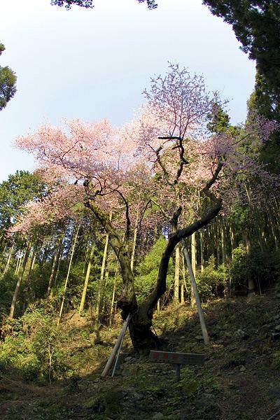 山の斜面で咲く虎尾桜の木の写真