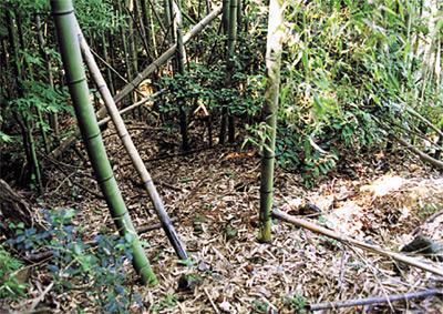 竹藪に覆われた釜ノ口窯跡の写真
