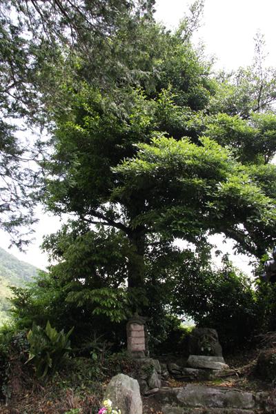 神社境内地のサカキの木の写真