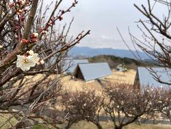 ふれあい塾の梅（2月下旬）