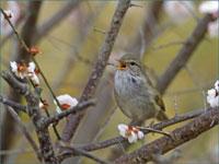 町鳥「ウグイス」