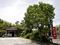 緑の木とその後ろに茶色い建物が写った写真