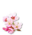 虎尾桜